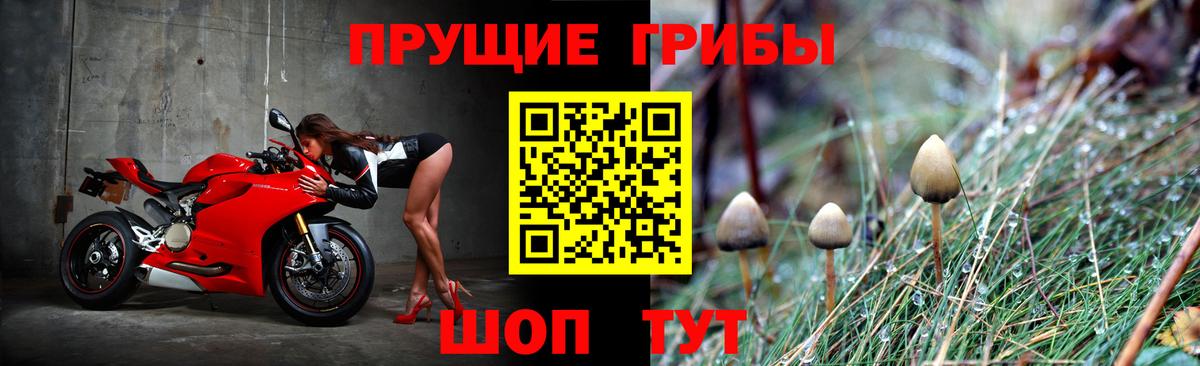 Баксан  Псилоцибиновые грибы GOLDEN TEACHER  Вход с VPN  Псилоцибиновые грибы мицелий 